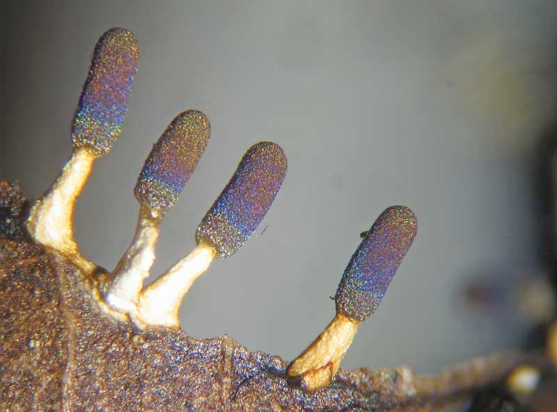 Diachea leucopodia